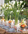 Garden Wedding Venues